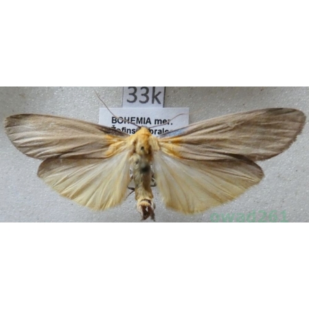 Lithosia quadra (Linnaeus, 1758) male Porostnica czterokropka Czech33k